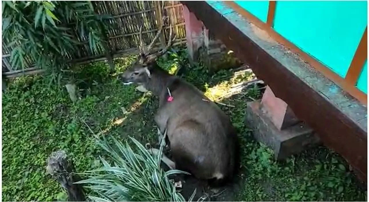 Baksa: Elderly Person Trampled to Death by a Deer