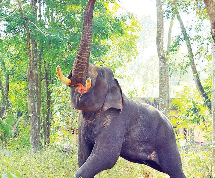 Assam: 1 Critically Injured, Several Houses Trampled In Elephant Attack