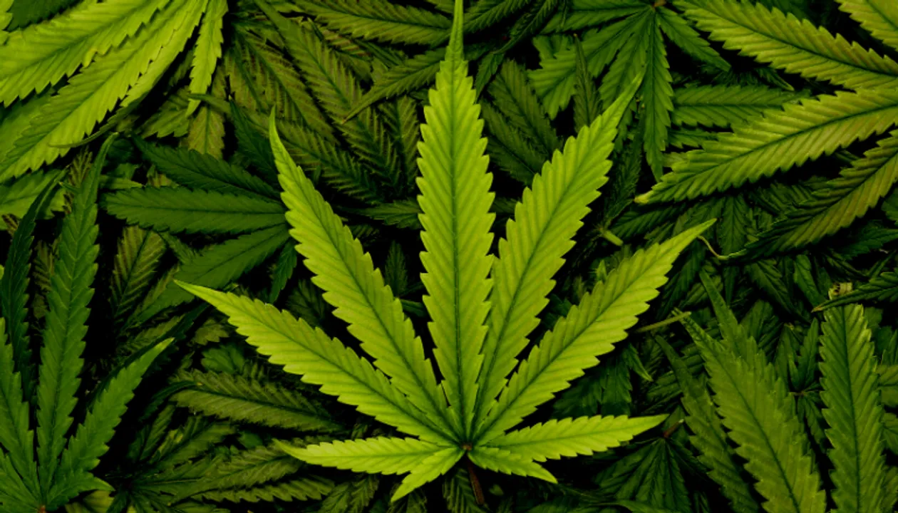 10 Kg Cannabis Seized From Agartala – Bengaluru Humsafar Express