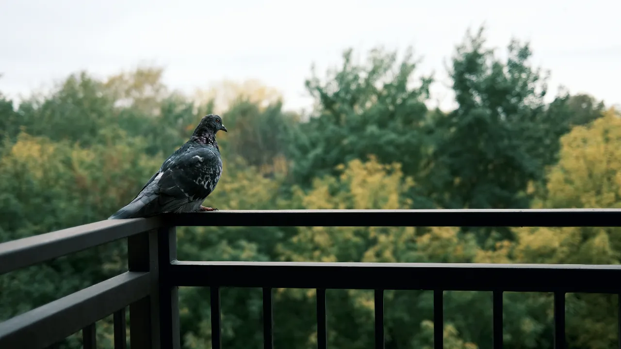 balcony Pigeons 