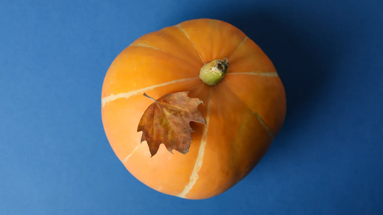 pumpkin eating