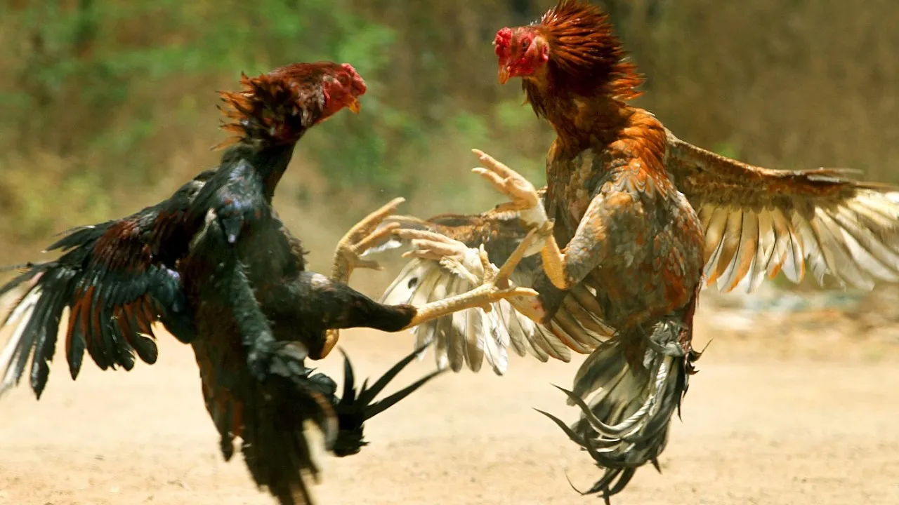 History of cock fighting durning Sankranthi Festival