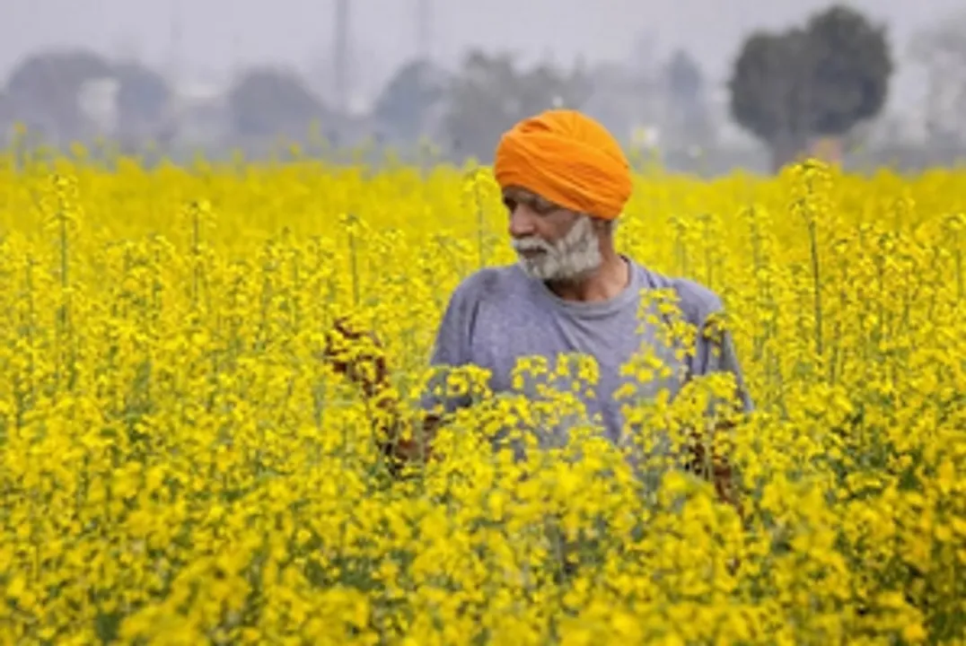  Cabinet approves MSP hike for Rabi crops in 2025-26
