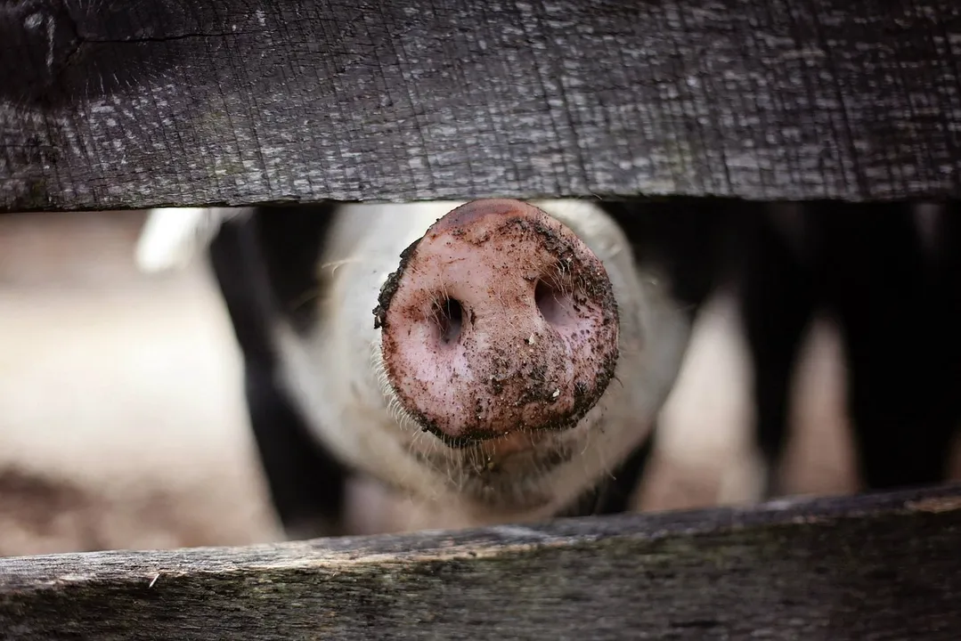  US confirms H5N1 bird flu in swine for first time