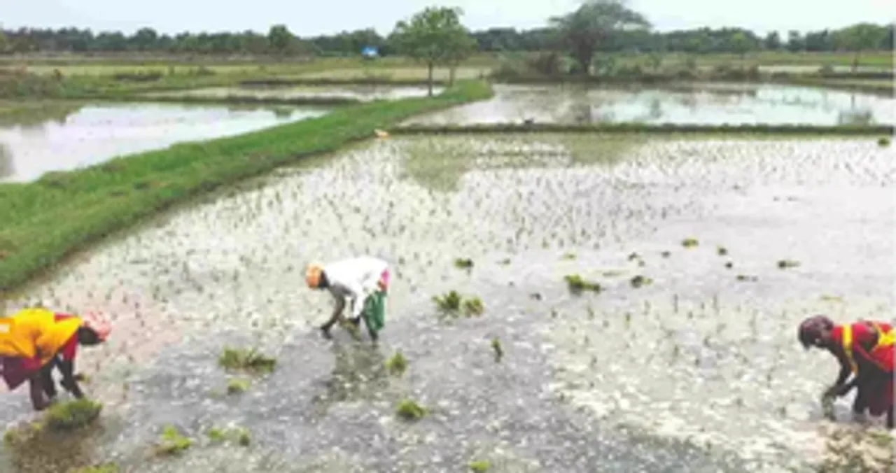  Govt e-marketplace launches 170 seed categories to boost supply to farmers