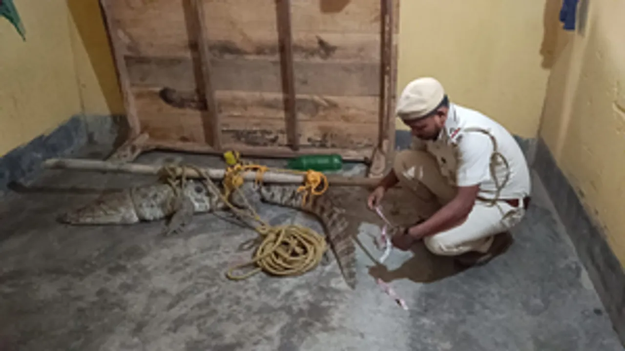  Crocodile rescued from house in Bihar's Bhagalpur