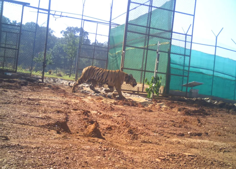  Tigress 'Jamuna' released into core area of Similipal in Odisha