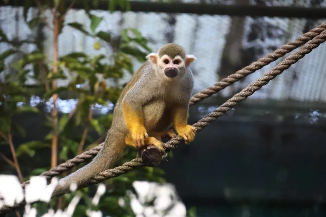  India’s first exotic primate enclosure opens at Nandankanan in Odisha (Video Inside)