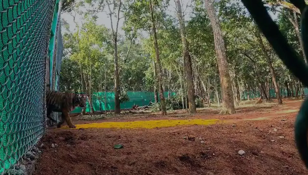  Tigress 'Zeenat' released to soft enclosure at Similipal in Odisha