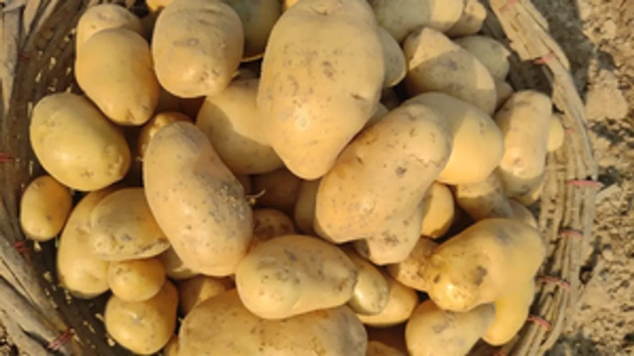  West Bengal bars exports of potato to other states for now