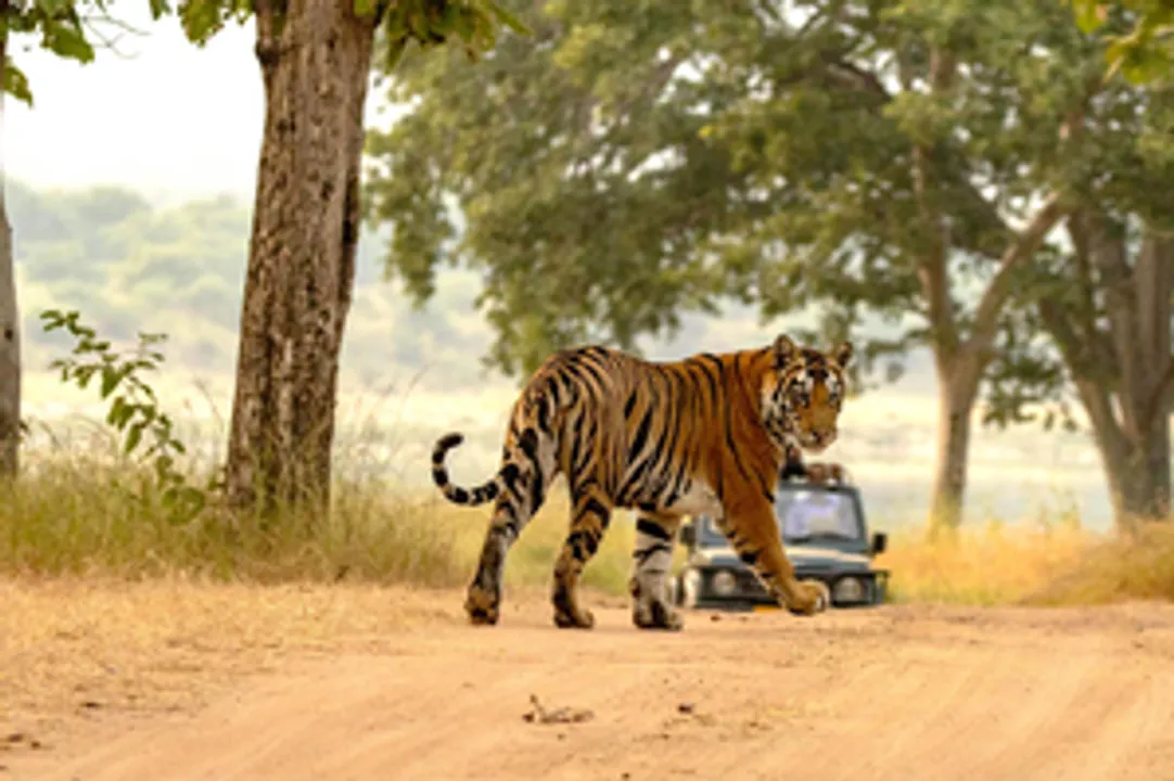  India’s tiger population rises to 3,682, doubles since 2006