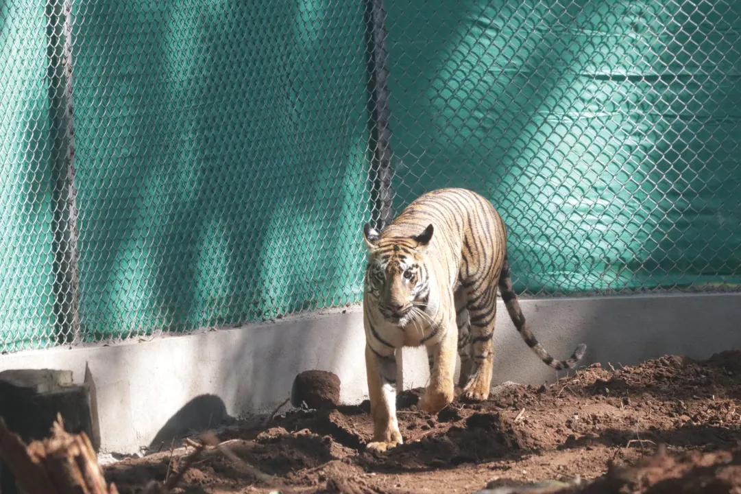  Odisha: Tigress 'Zeenat' released into core area of Similipal