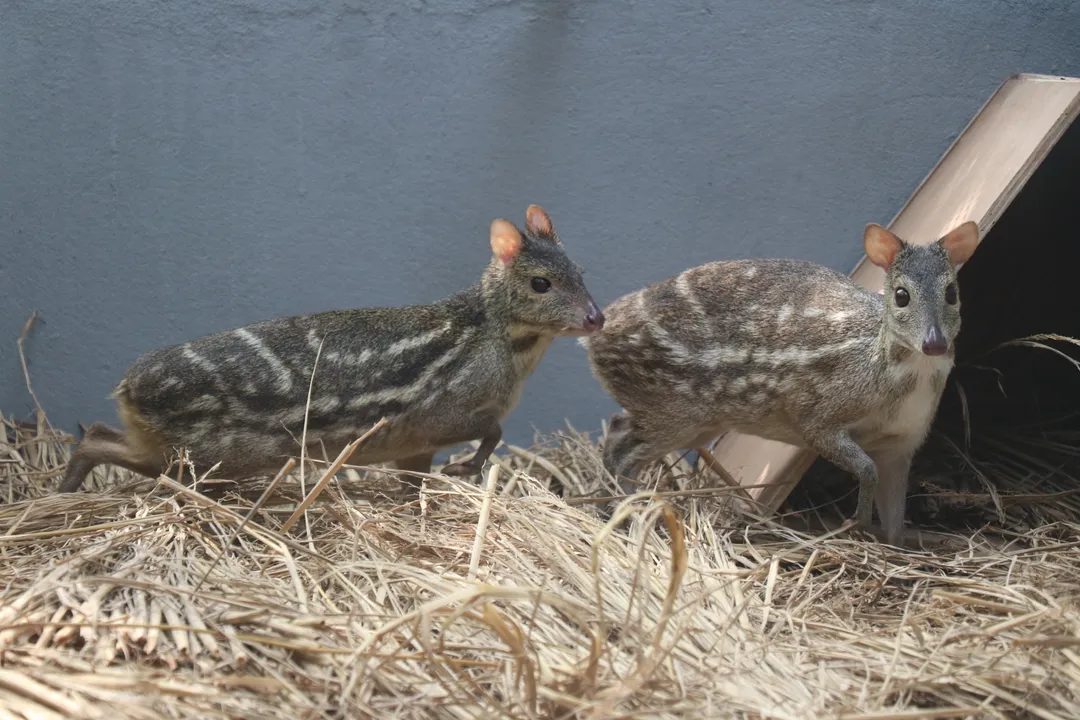  Odisha’s Nandankanan gets 11 species of animals, birds from Hyderabad zoo