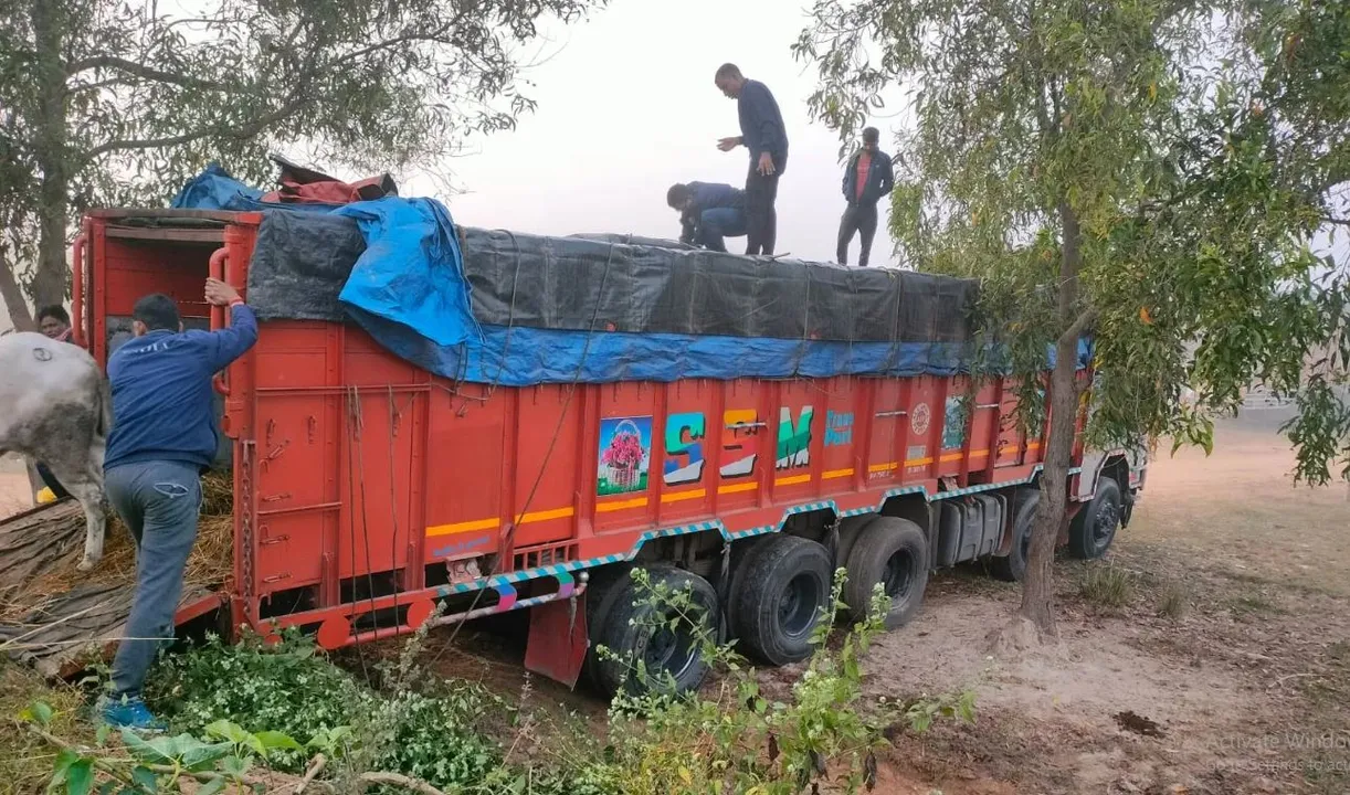  80 cattle rescued from trucks while being smuggled in Odisha's Sonepur