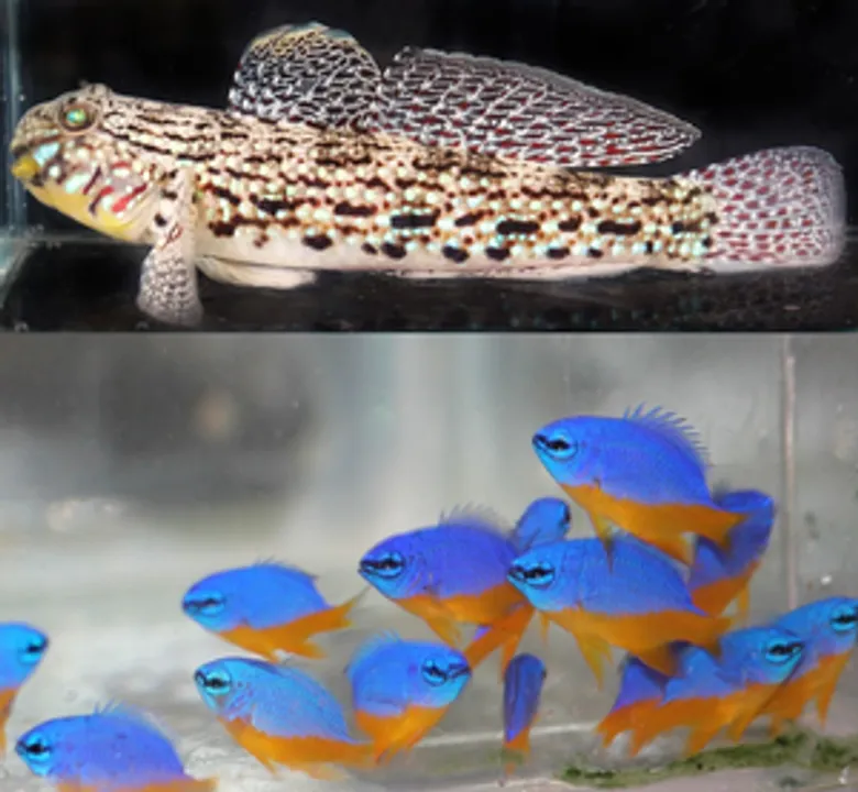  CMFRI achieves breakthrough in captive breeding of marine ornamental fishes