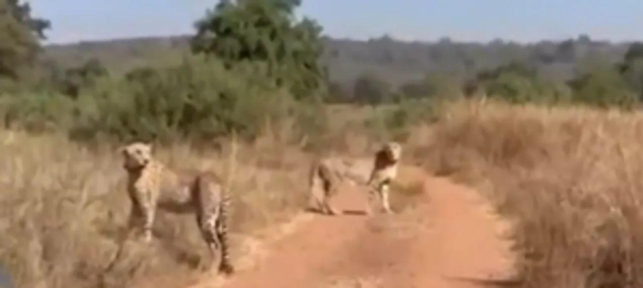  MP: Two male cheetahs released into open wild areas at Kuno