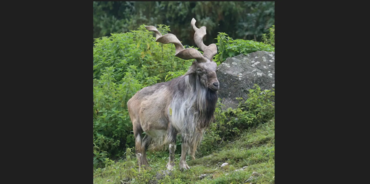  Rare wild goat Markhor seen in J&K’s Baramulla