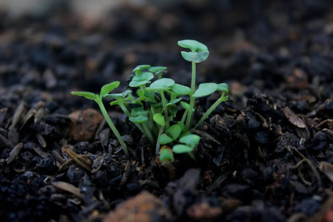  Declining soil health: Five reasons and solutions