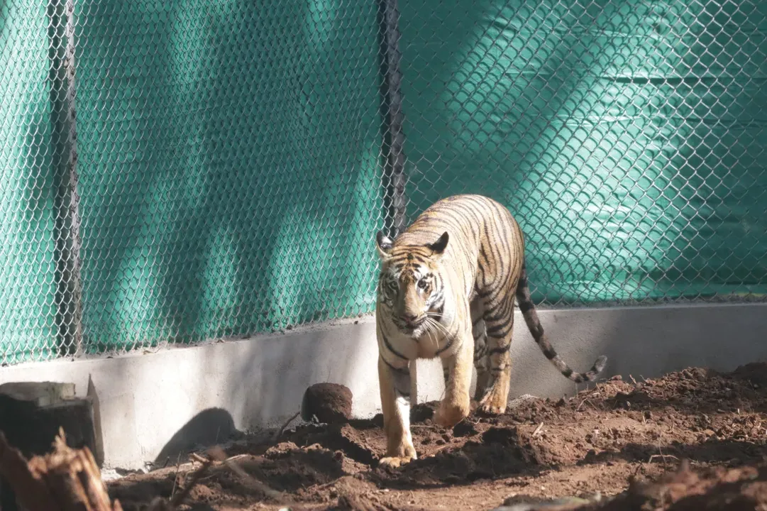  Zeenat being translocated back to Similipal by West Bengal after NTCA order