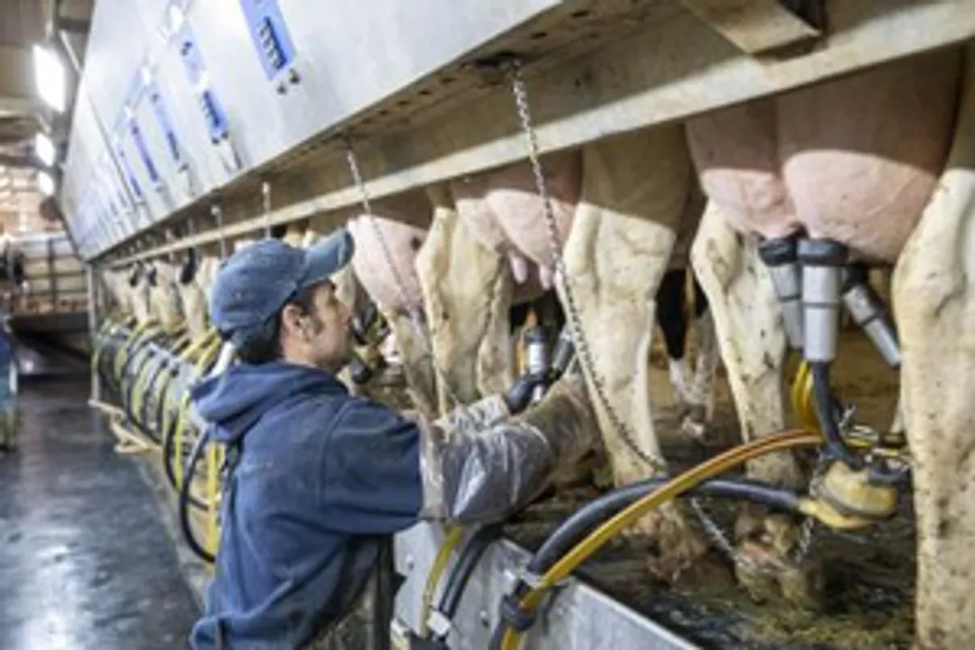  Flu virus can remain infectious in refrigerated raw milk for 5 days: Study