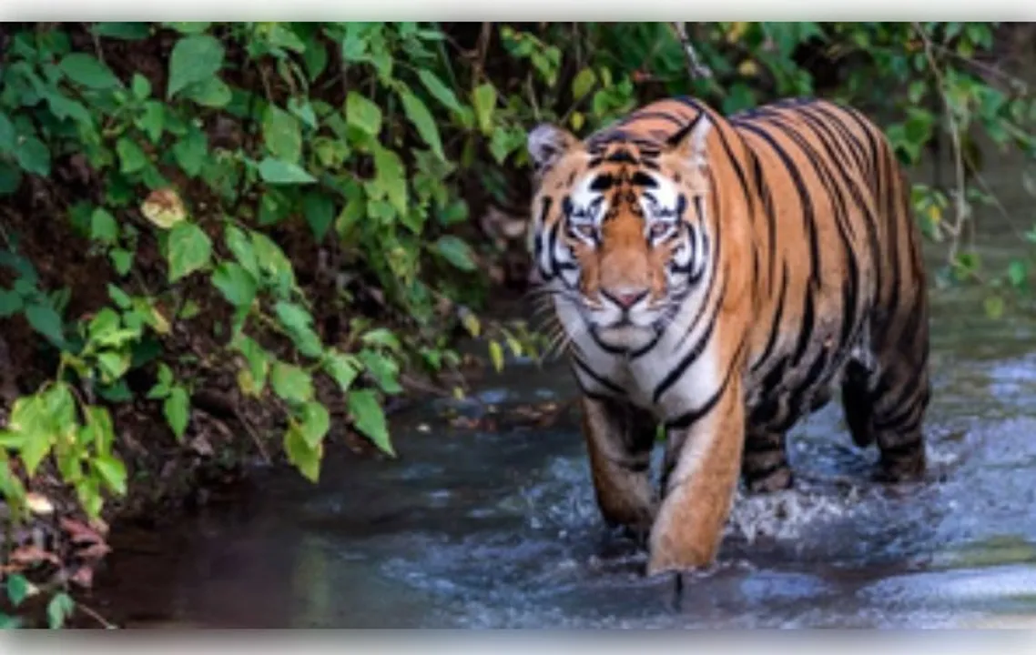  Priest killed by tiger inside Ranthambore Fort, third attack in two months sparks outrage