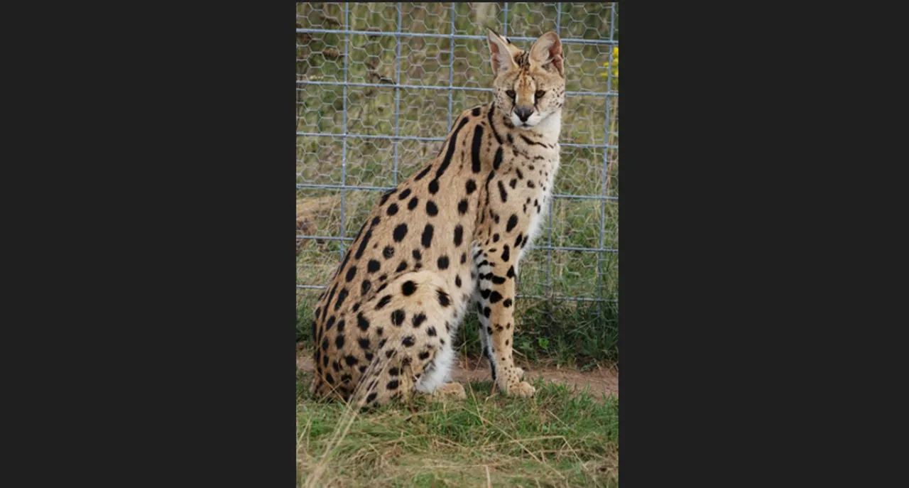  African Wild Cat rescued by BSF along India-Bangladesh border