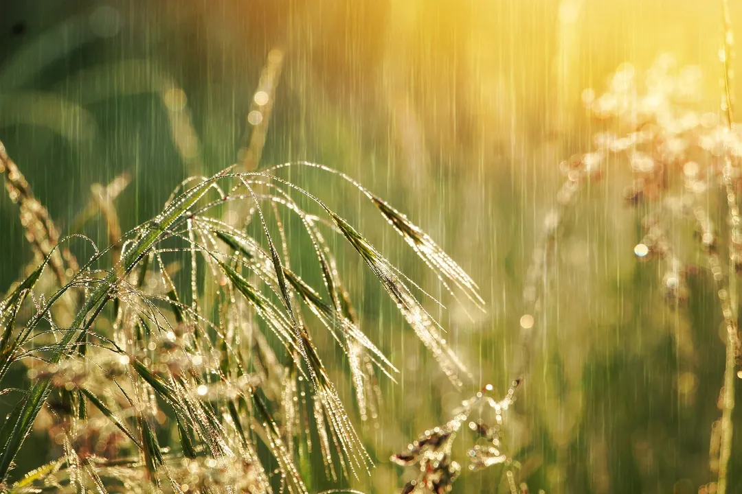  Odisha declares unseasonal rain as natural calamity