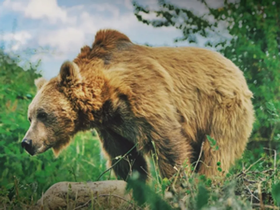  NGT issues notice to Sonmarg authorities on protecting habitat of Himalayan Brown Bear