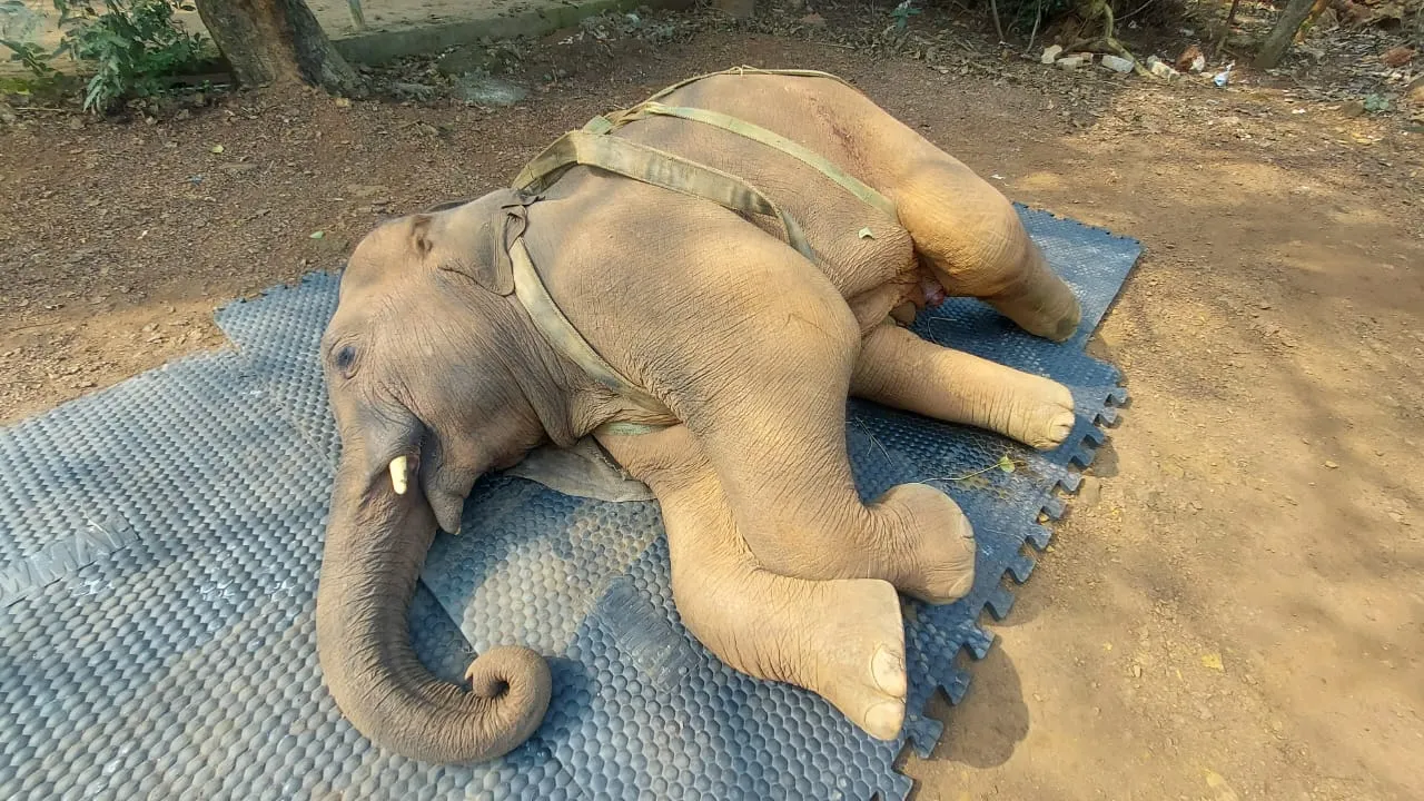  Elephant rescued from Karanjia brought to Nandankanan for treatment