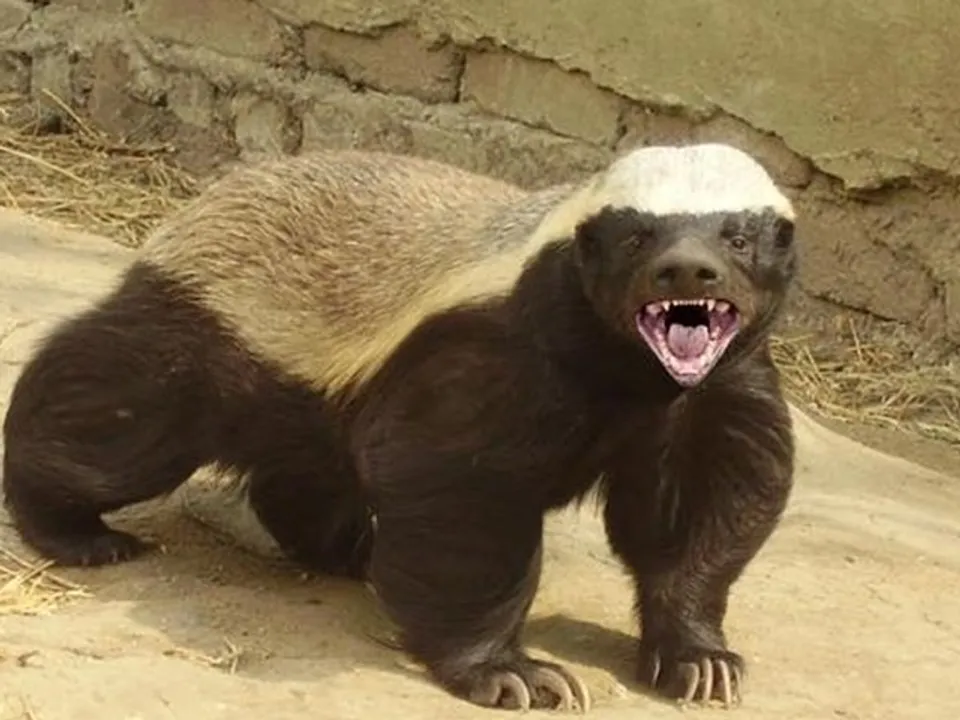  Rare honey badger killed in road accident in Odisha's Nimapara