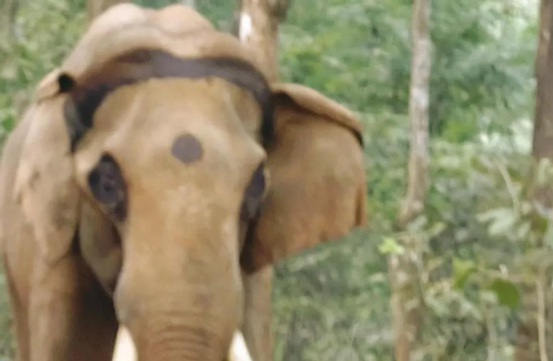  Trained elephant ‘Mahendra’ passes away in Odisha's Similipal