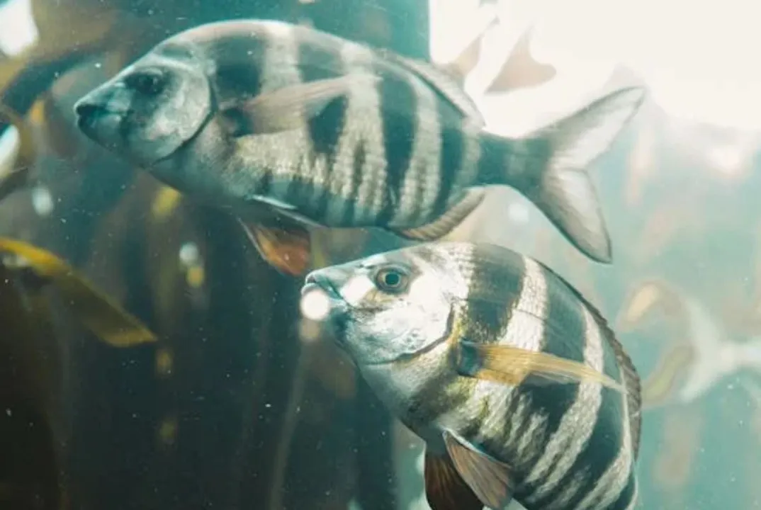  Around 25% of freshwater species at risk of extinction: Study