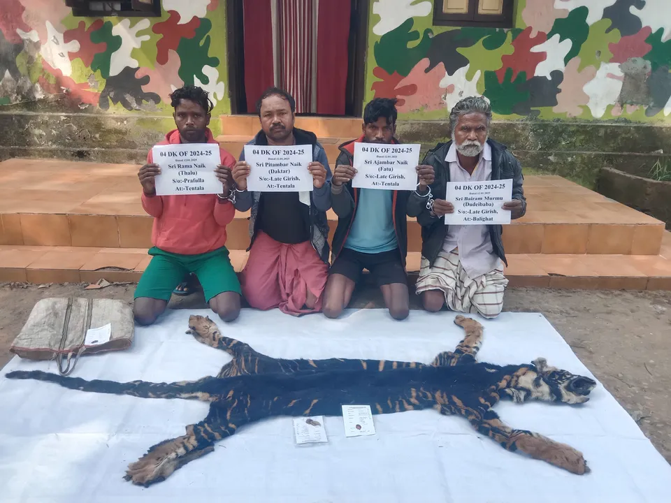  Odisha: 4 more arrested for poaching melanistic tiger in Similipal