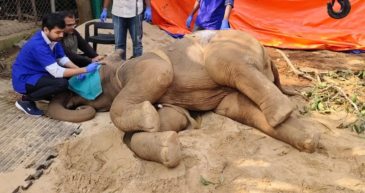  Elephant rescued from Karanjia dies at Nandankanan Zoo in Odisha
