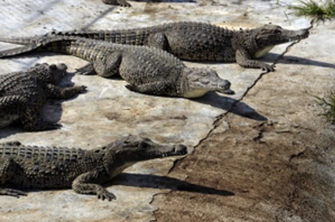 Vadodara to relocate 150 crocodiles amid Vishwamitri river development project