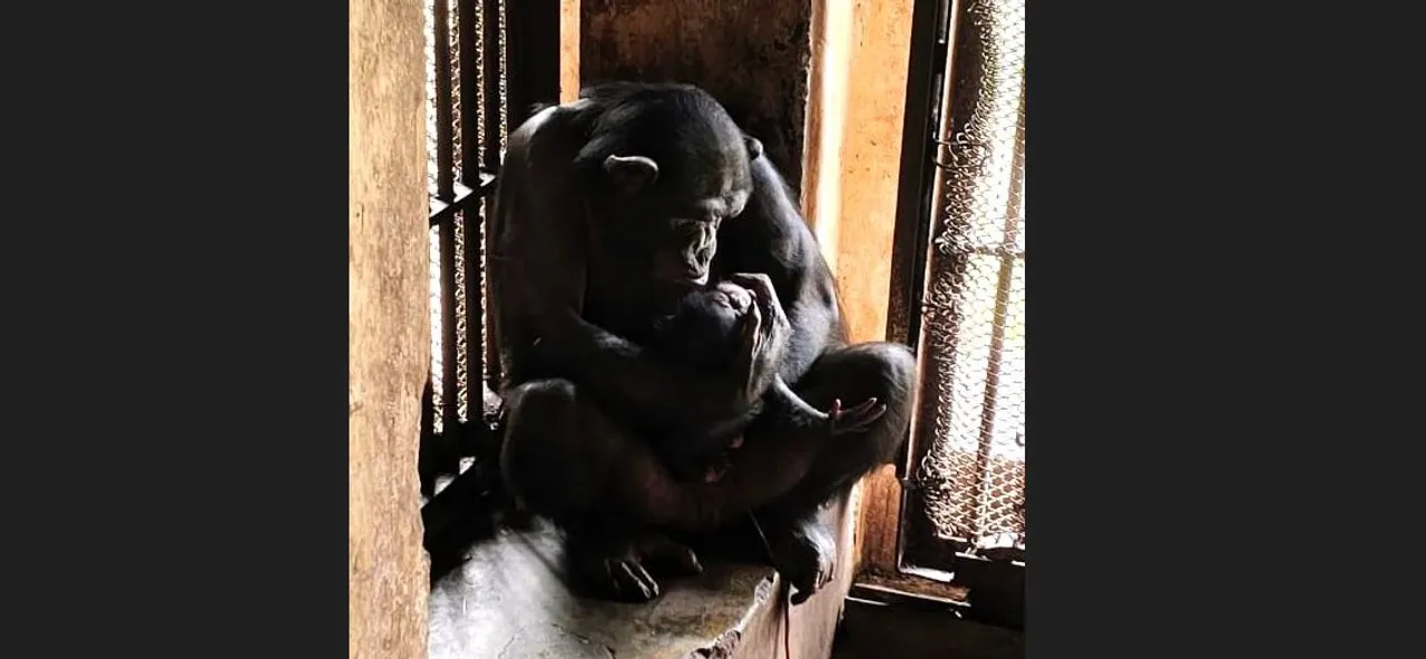  Nandankanan welcomes baby chimp
