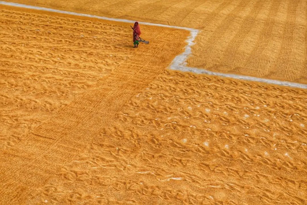  Coal emissions threaten India’s food security: Study