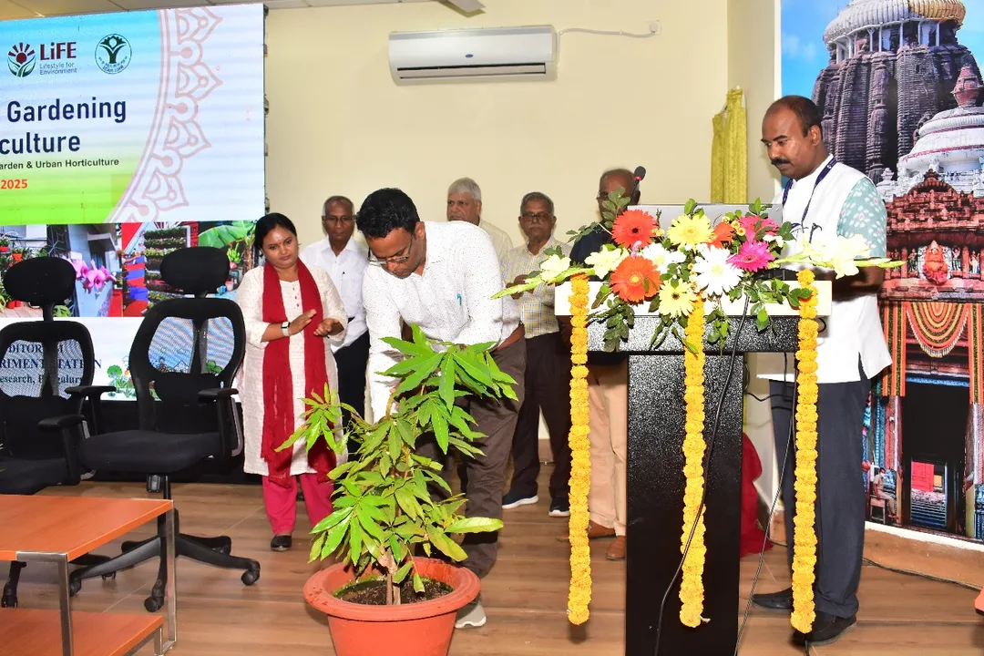  Focus on rooftop, home gardens to fight urban heat islands