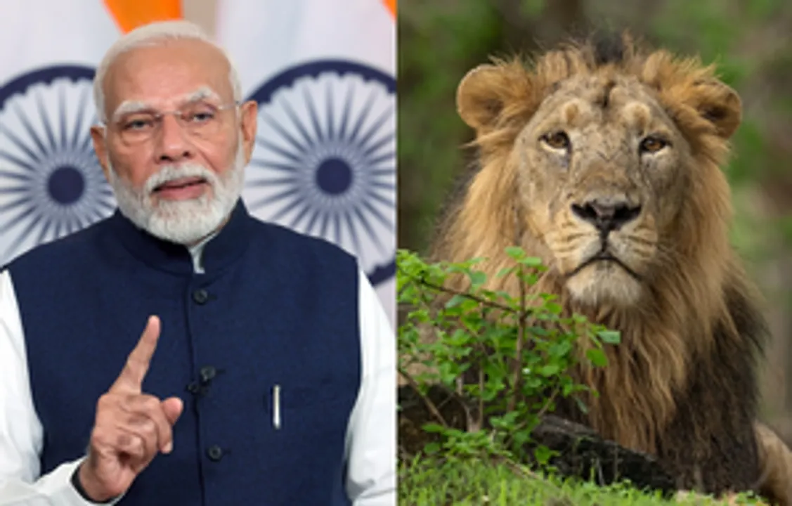  International Big Cat Alliance headquarters to come up in India