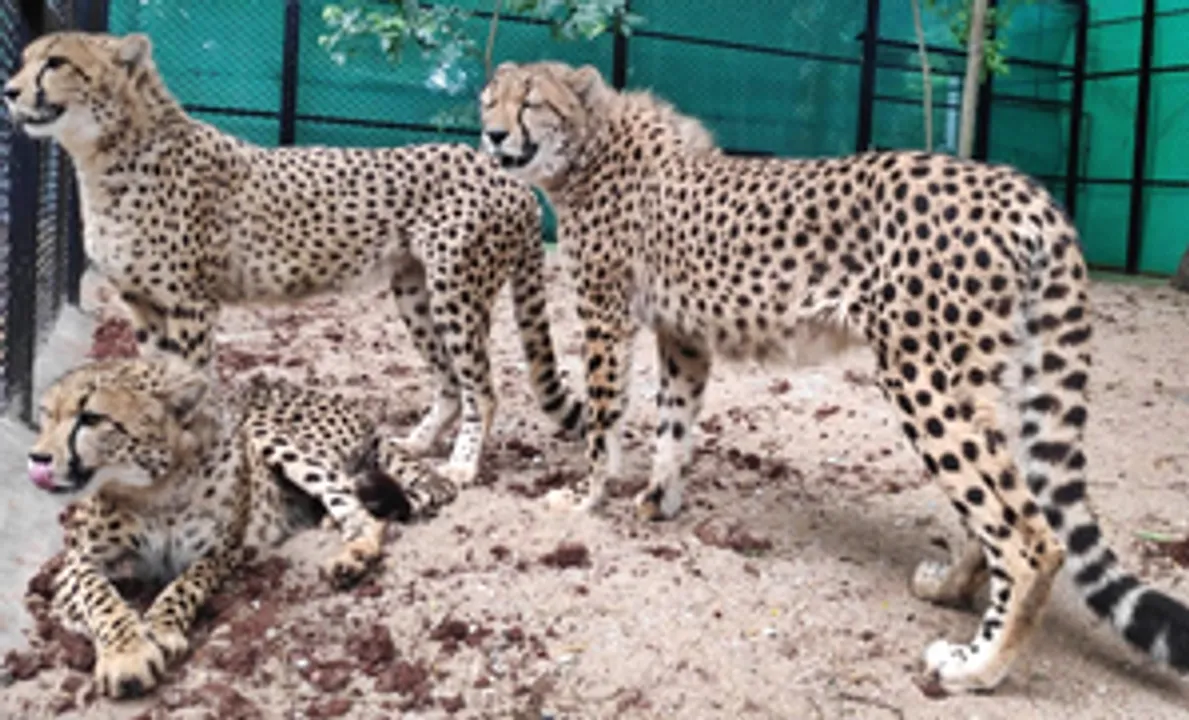  First four of eight cheetahs to be brought to India from Botswana will arrive in May