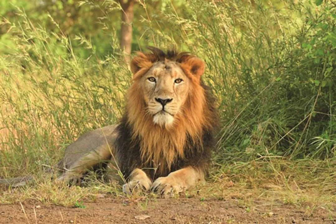  Two-phase Asiatic lion census to be conducted in Gujarat from May 10 to 13
