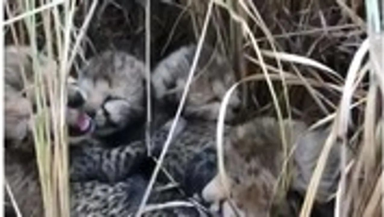  Five more cheetah cubs born in MP's Kuno National Park