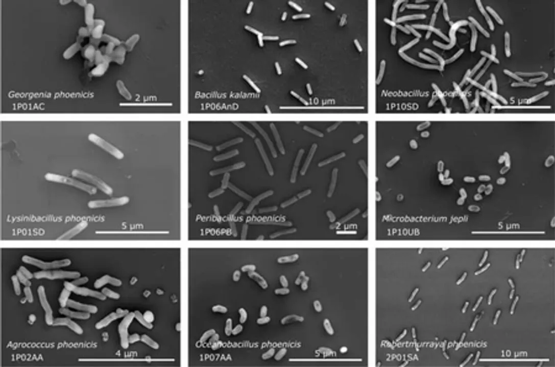  26 new bacterial species in NASA cleanrooms to hold clues to space survival