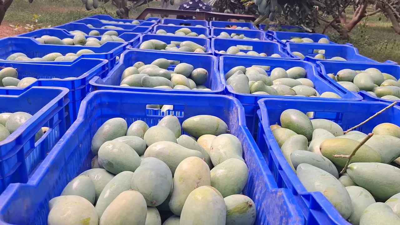  Odisha exports Amrapali mangoes to England