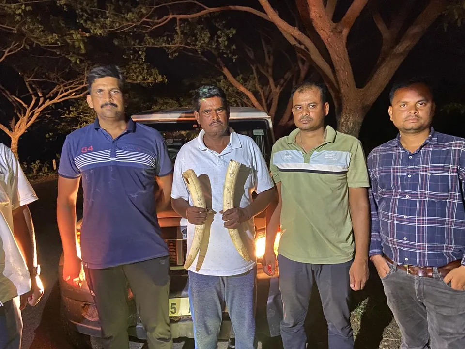  STF seizes elephant tusks worth ₹50 lakh in Boudh, one arrested