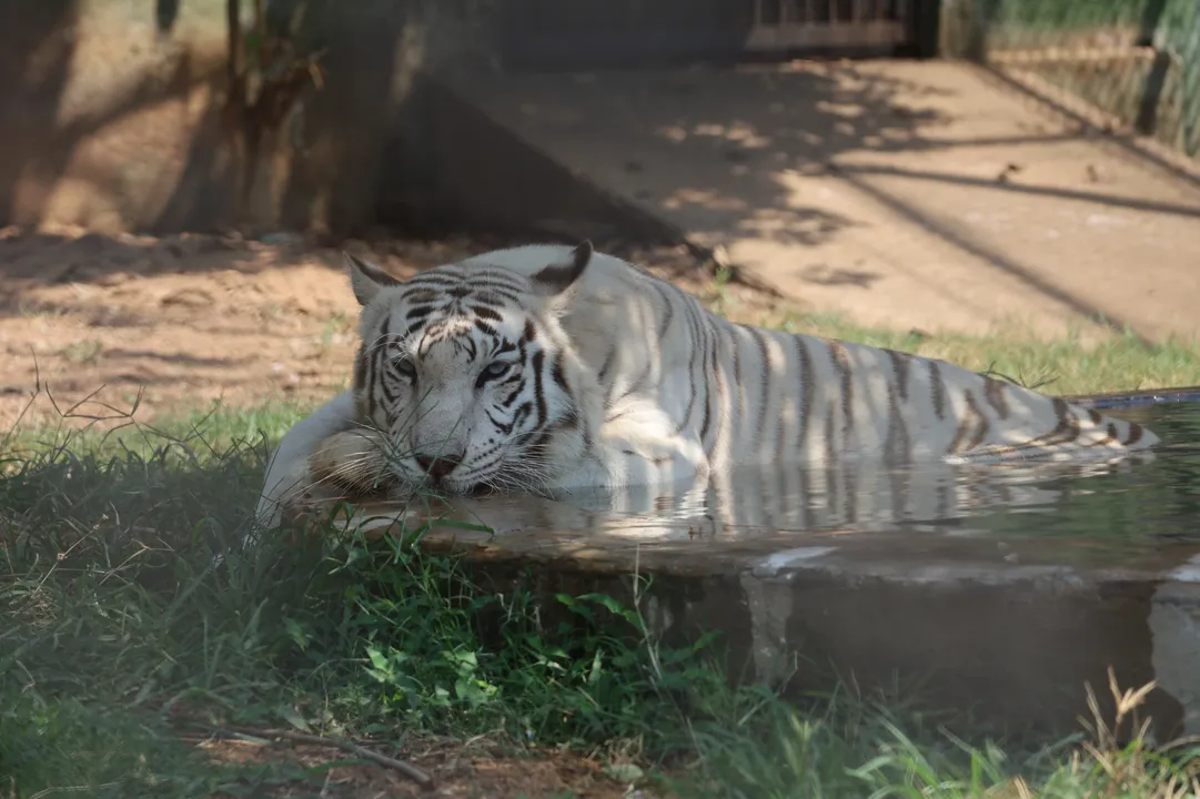  Two tiger cubs born at Odisha's Nandankanan Zoo