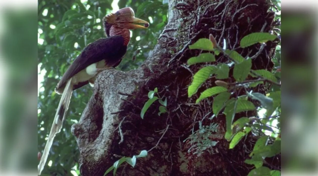  Over 500 bird species at risk of extinction in next 100 years: Study