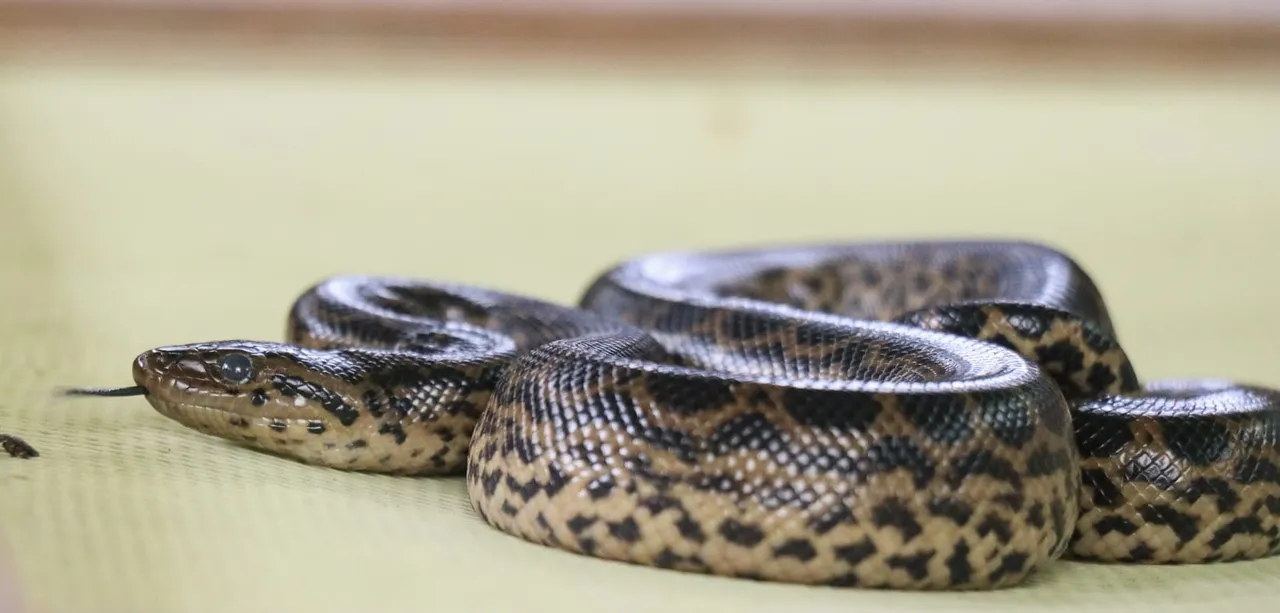  11 yellow anacondas born at Nandankanan Zoo in second successful breeding in a week