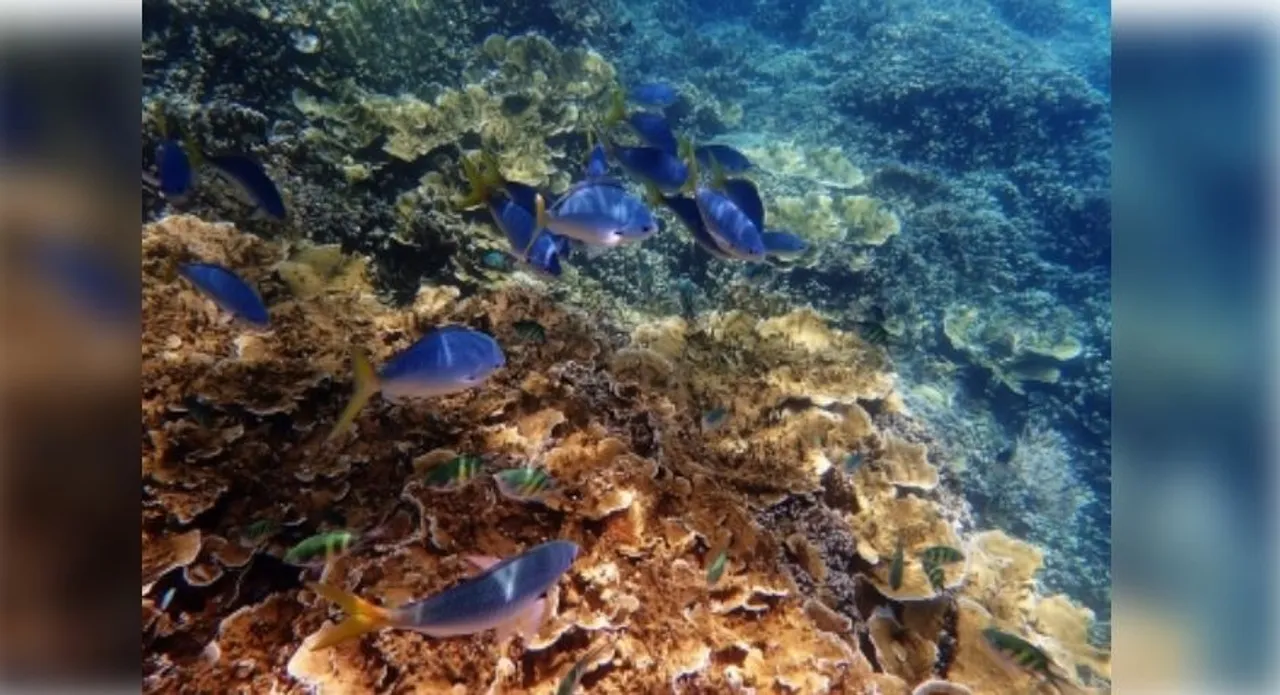  Lizard Island on Australia's Great Barrier Reef suffers severe coral loss after 2024 bleaching