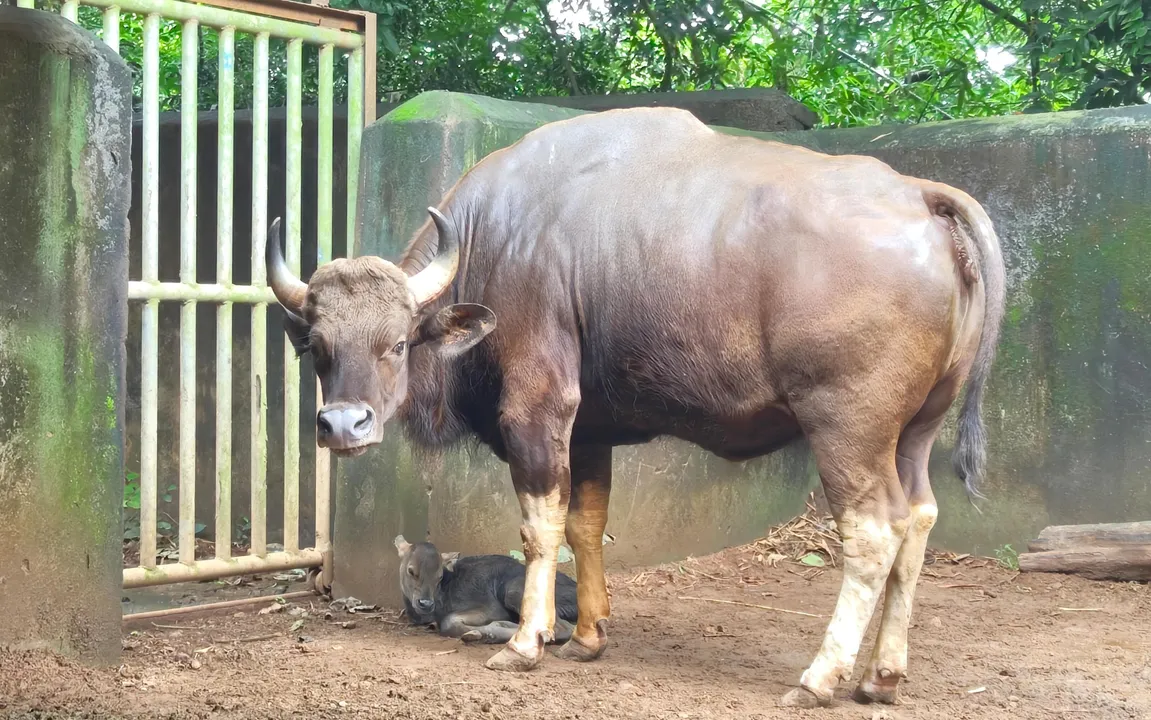  Birth of Gaur calf at Nandankanan zoo brings joy to animal lovers